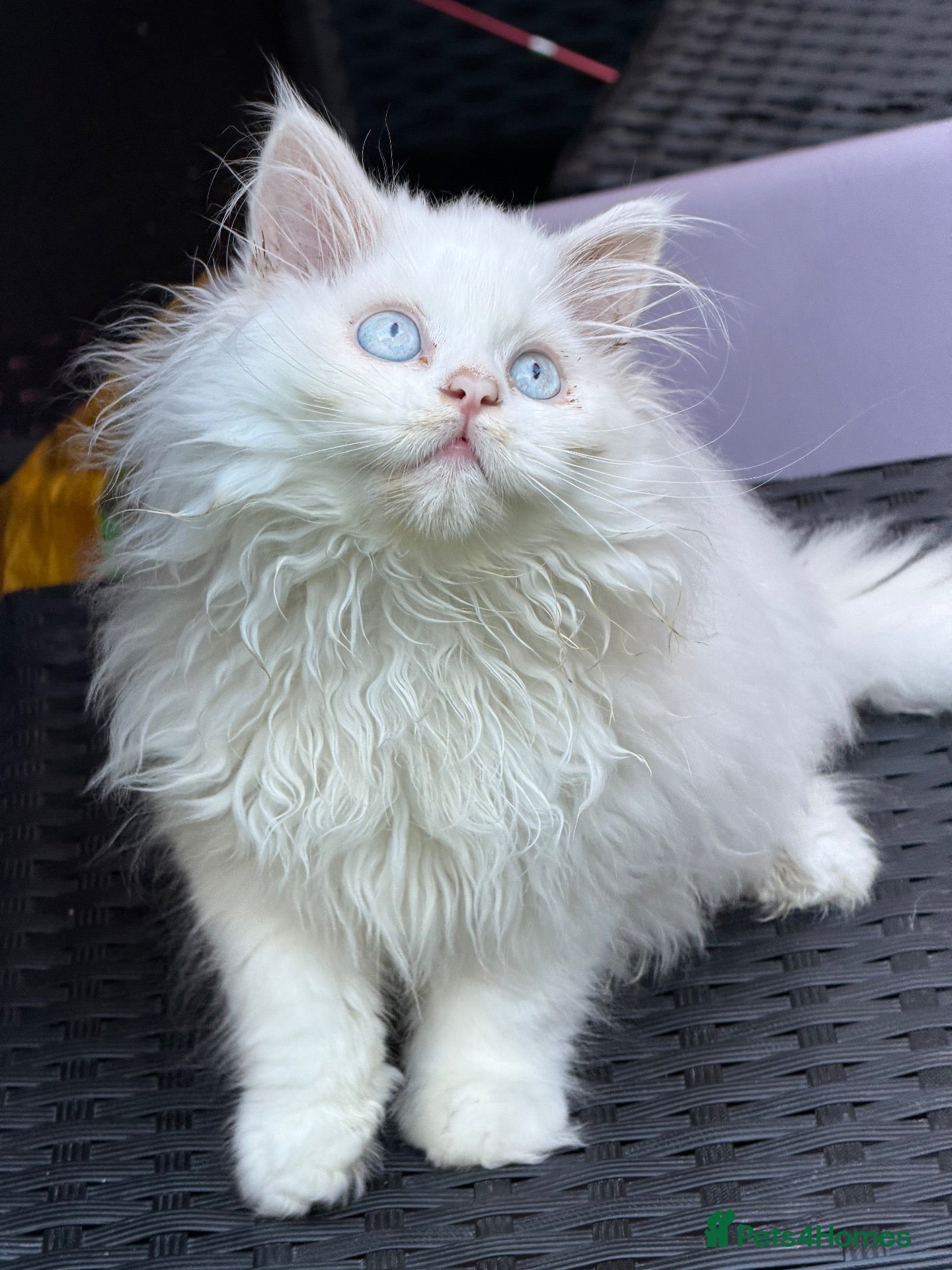 British Longhair cats Pedigree British Longhair Boy – Blue Eyes - Advert 16