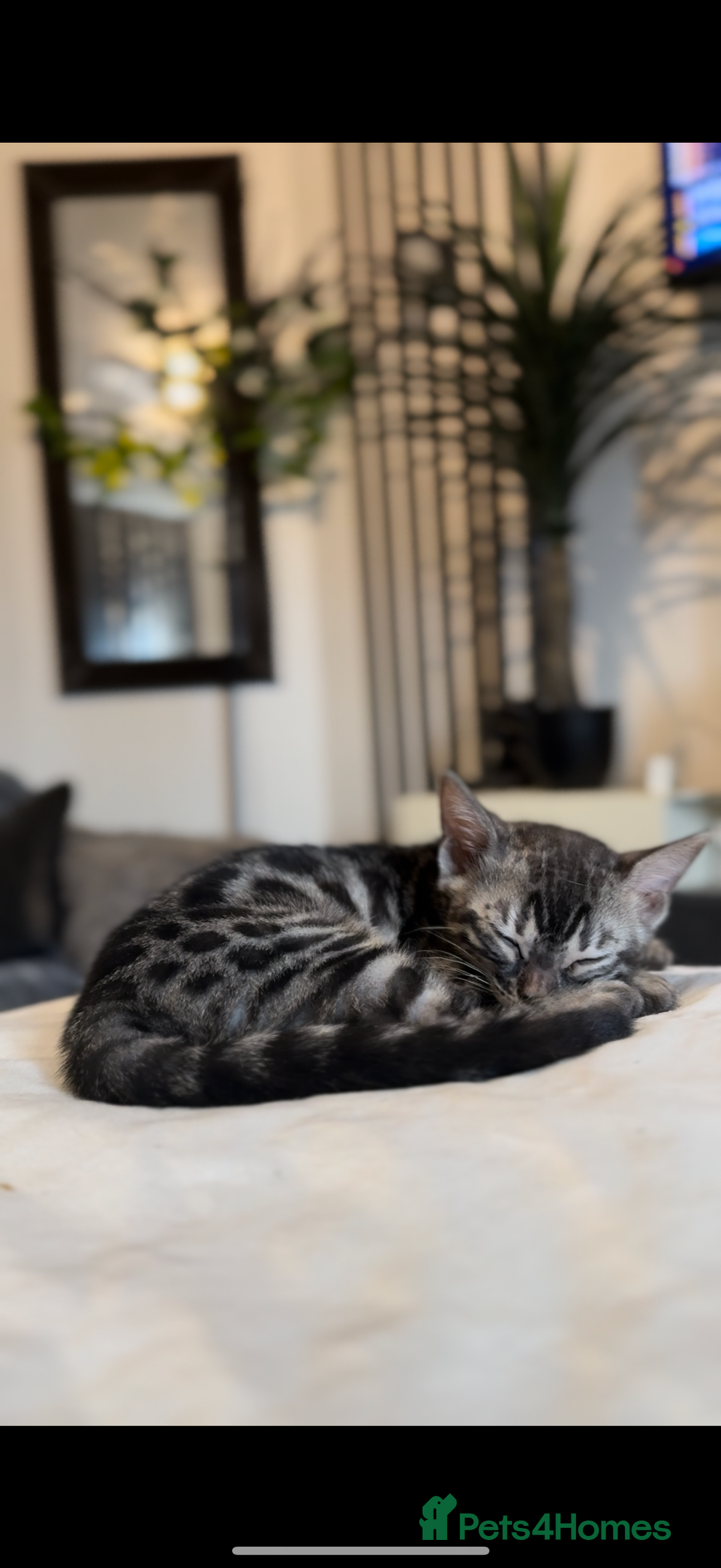 Bengal cats for sale: 1silver female  bengal 1charcoal male bengal pure - Image 8