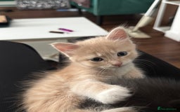 Mixed Breed cats for sale: Maine Coon X kittens ready to leave - Image 4