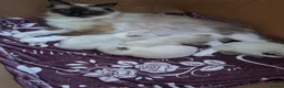 Mixed Breed cats for sale: 2 beautiful Ragdoll/Maine coon kittens  - Advert 9