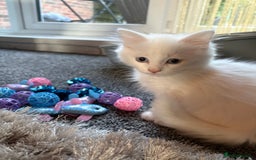 Mixed Breed cats for sale: Kitten for sale  - Image 5