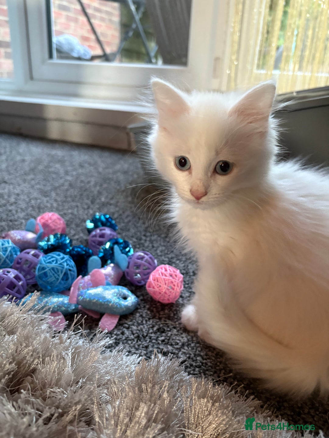 Mixed Breed cats for sale: Kitten for sale  - Image 5