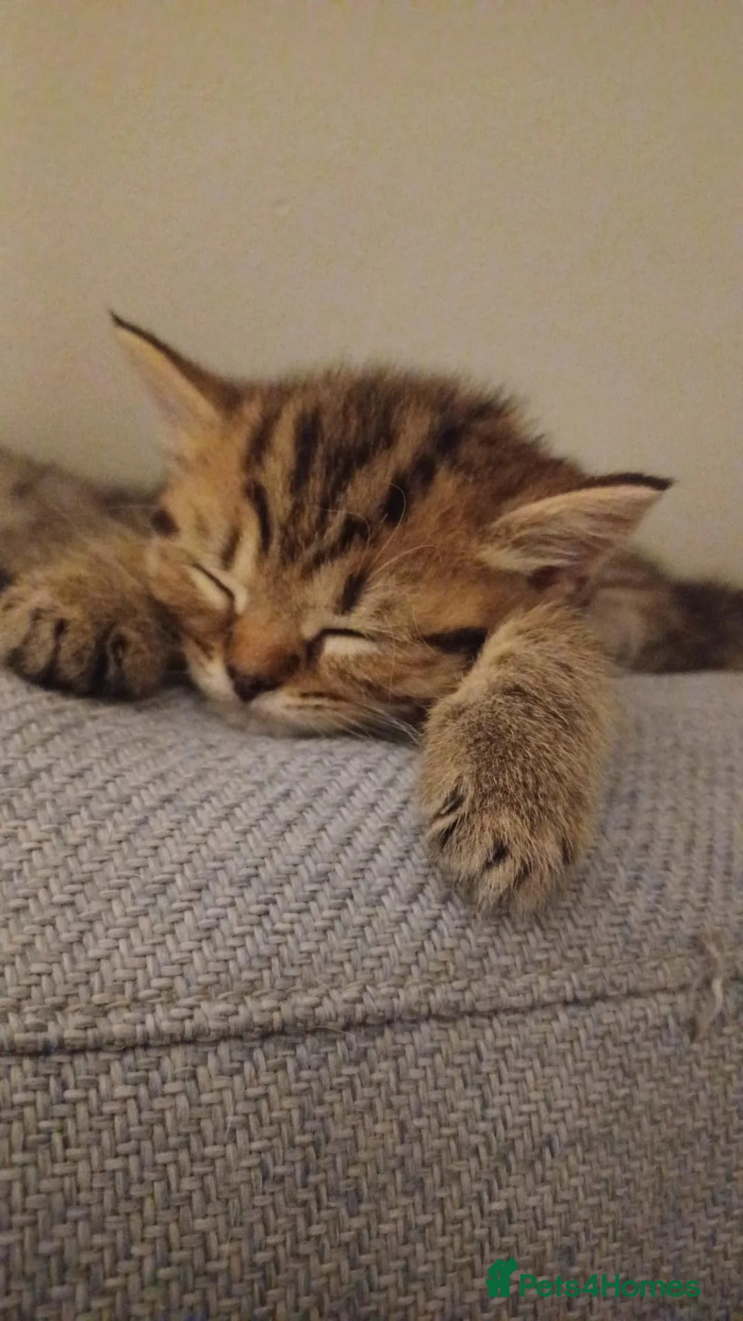British Shorthair cats for sale: British shorthair kittens  in London - Advert 2