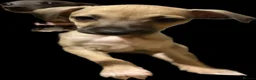 Italian Greyhound dogs for sale: ✨ KC Registered Italian Greyhound puppies ✨ - Advert 24