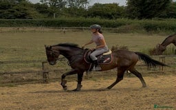 English Thoroughbred horses for sale: Remny - Teenagers fun project  - Image 7