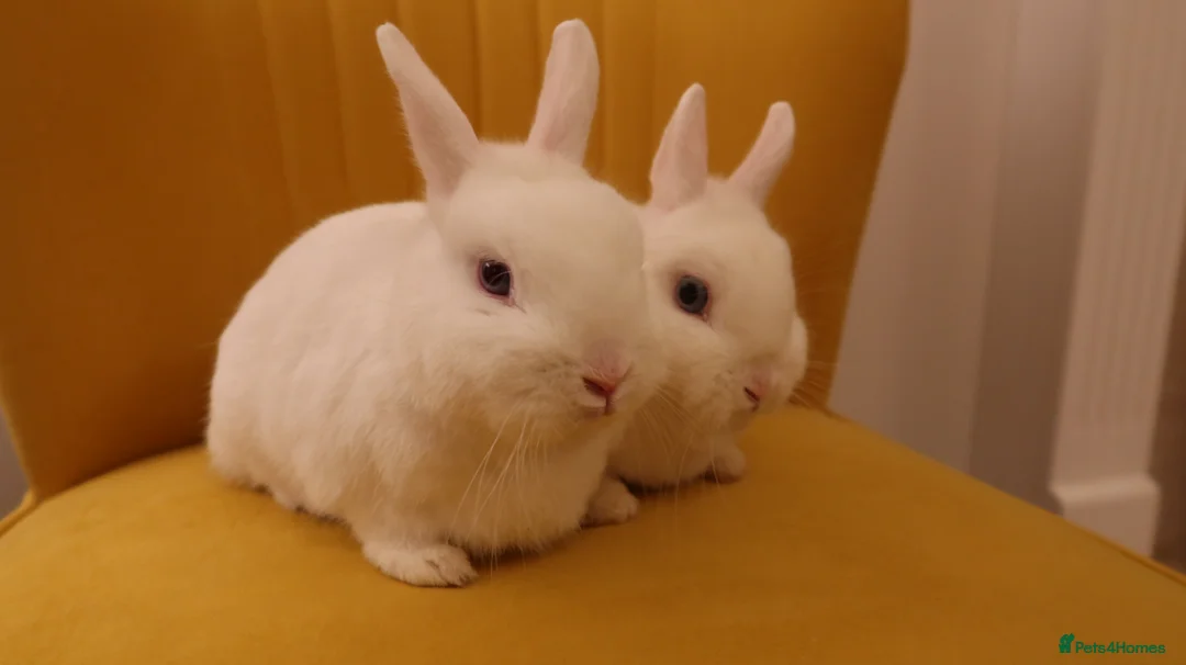 Netherland Dwarf rabbits for sale: BEW Netherland Dwarf Pair - Advert 5