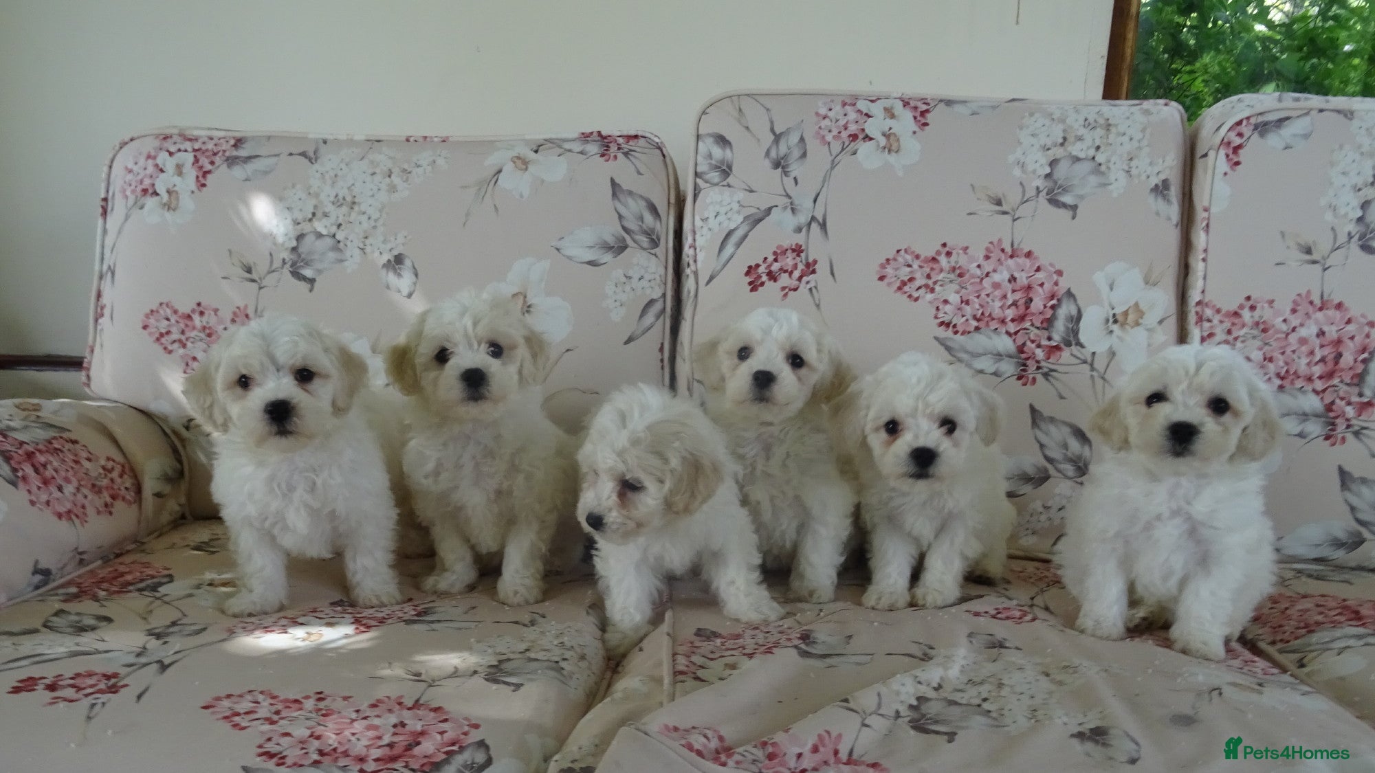 Bichon Frise dogs Beautiful Bichon Frise Puppies - Advert 1