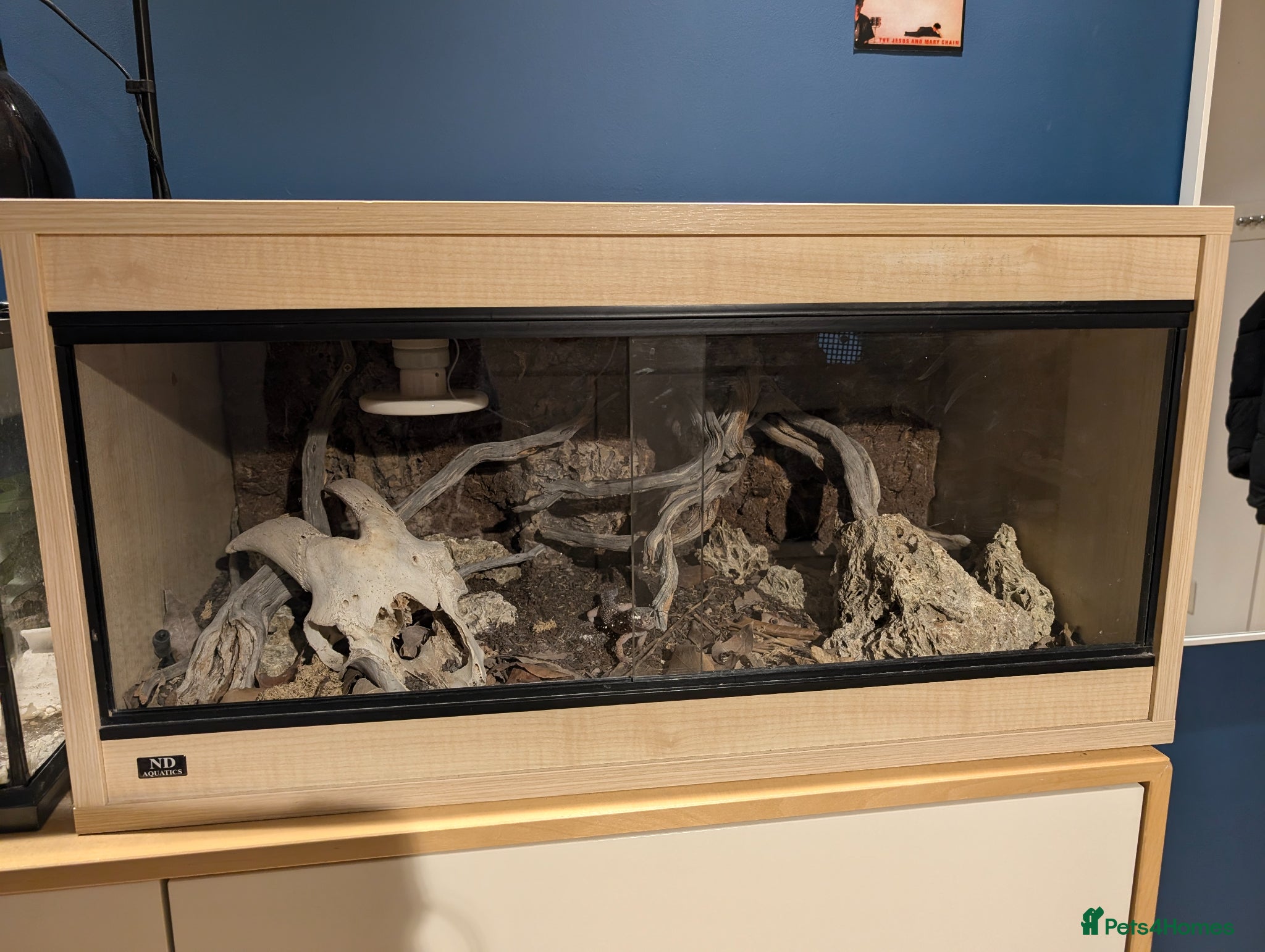 Leopard Gecko reptiles for sale: Leopard Gecko Female Mack Snow in London - Advert 5