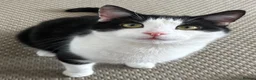 Domestic Shorthair cats for sale: 2 male cats for rehome  in Houghton le Spring - Advert 6