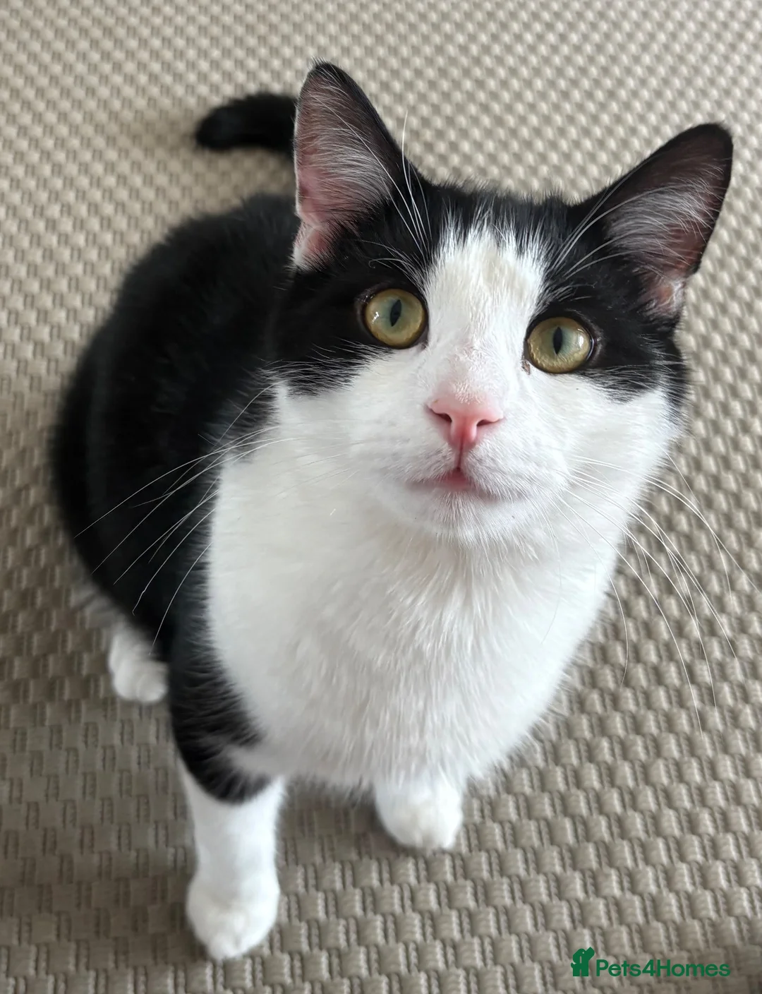 Domestic Shorthair cats for sale: 2 male cats for rehome  in Houghton le Spring - Advert 6