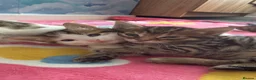 Mixed Breed cats for sale: Mix bread kitten  - Advert 4