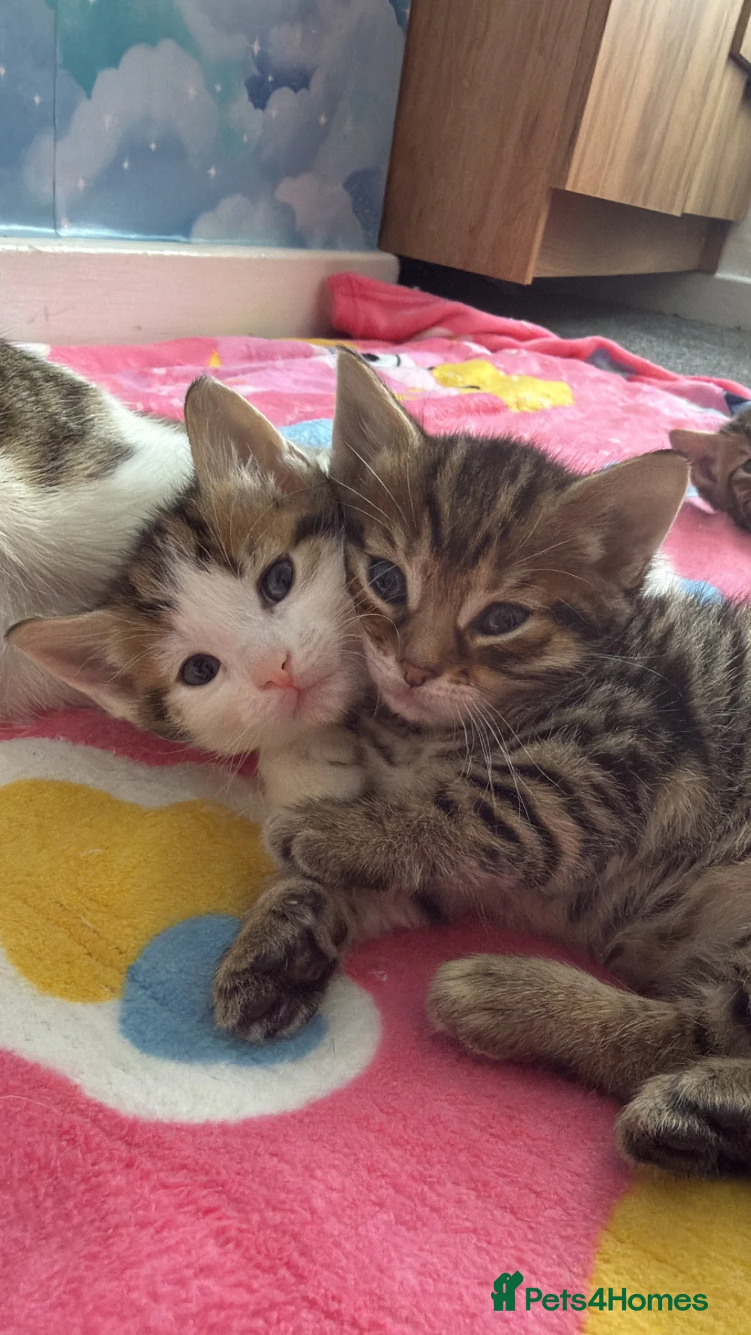 Mixed Breed cats for sale: Mix bread kitten  - Advert 4
