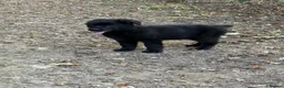 German Shepherd dogs for sale: Female German shepherd  - Advert 3