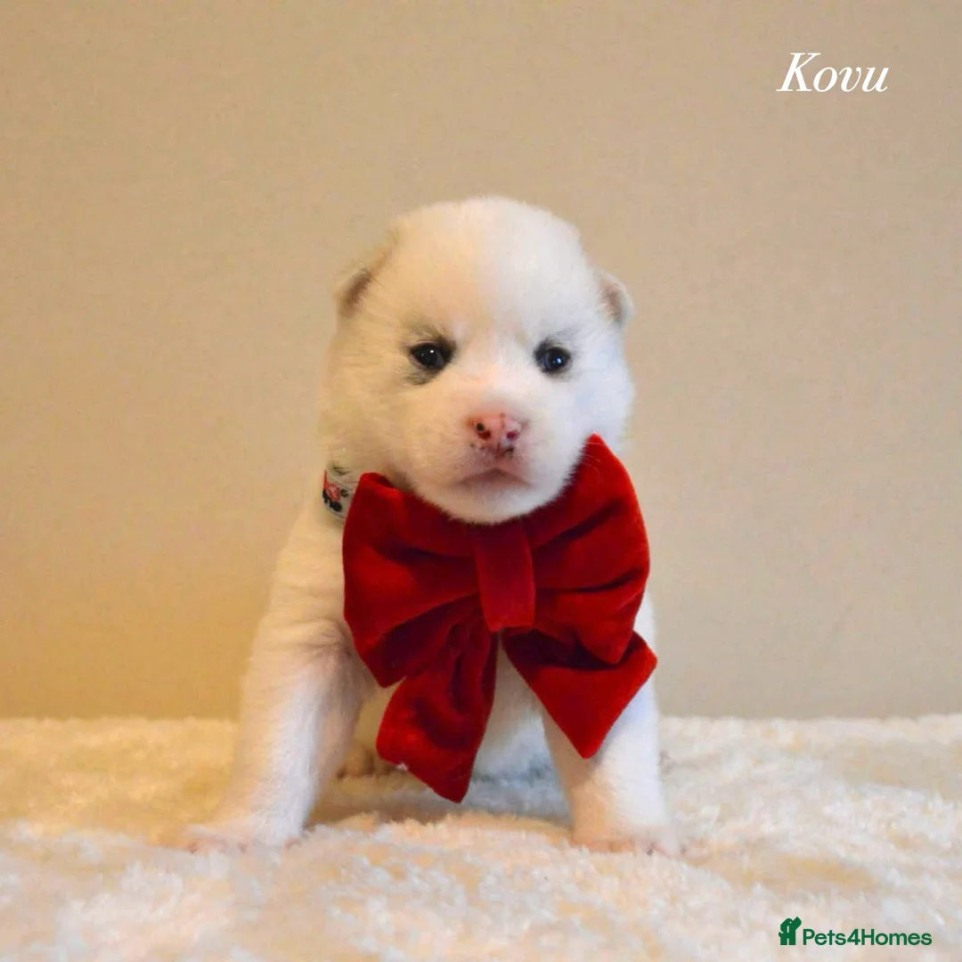 Pomsky dogs for sale: F2 Pomsky Puppies – Luna’s Pride Litter  - Advert 19