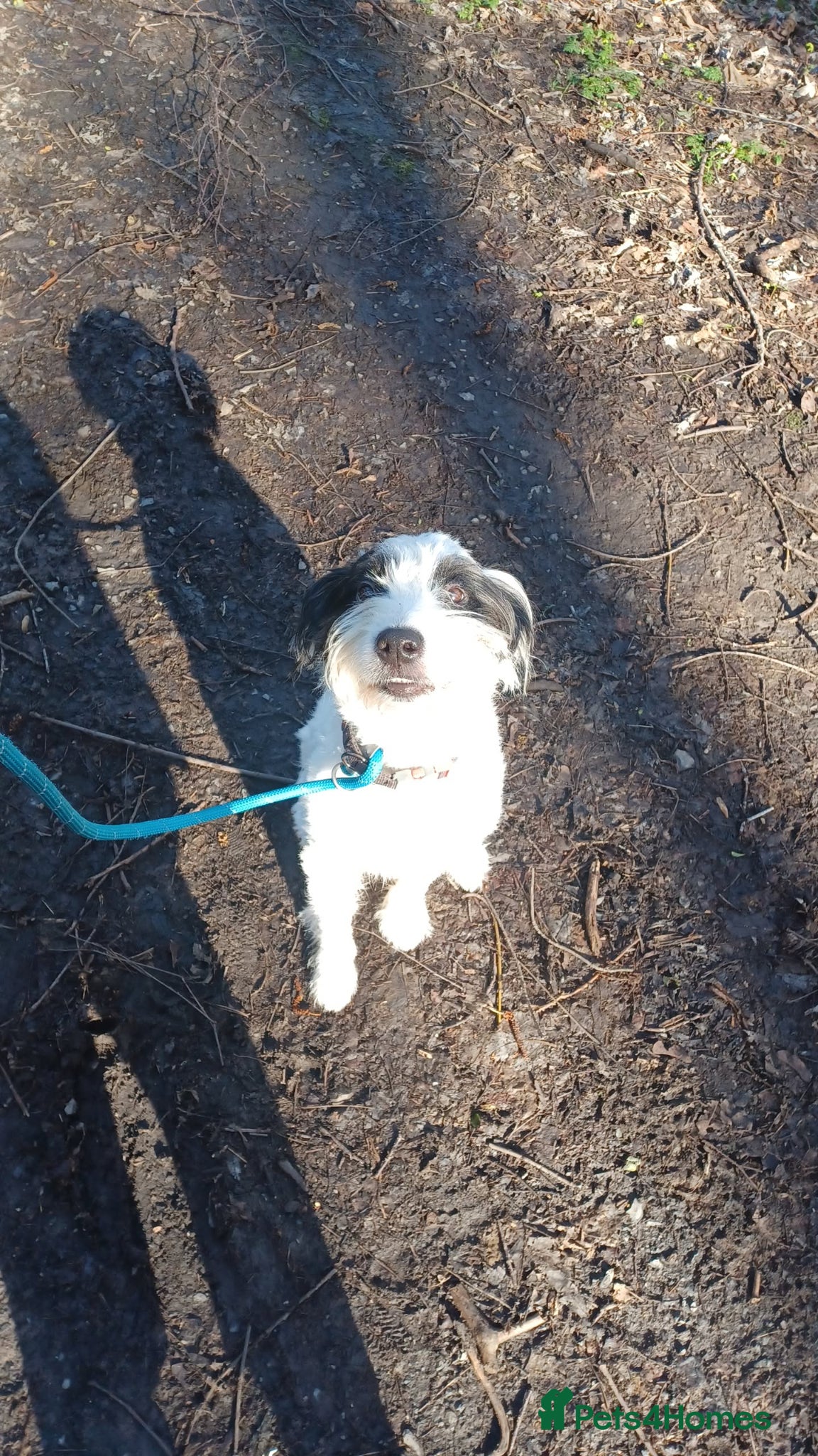 Mixed Breed dogs Dog in need of rehoming  - Advert 2