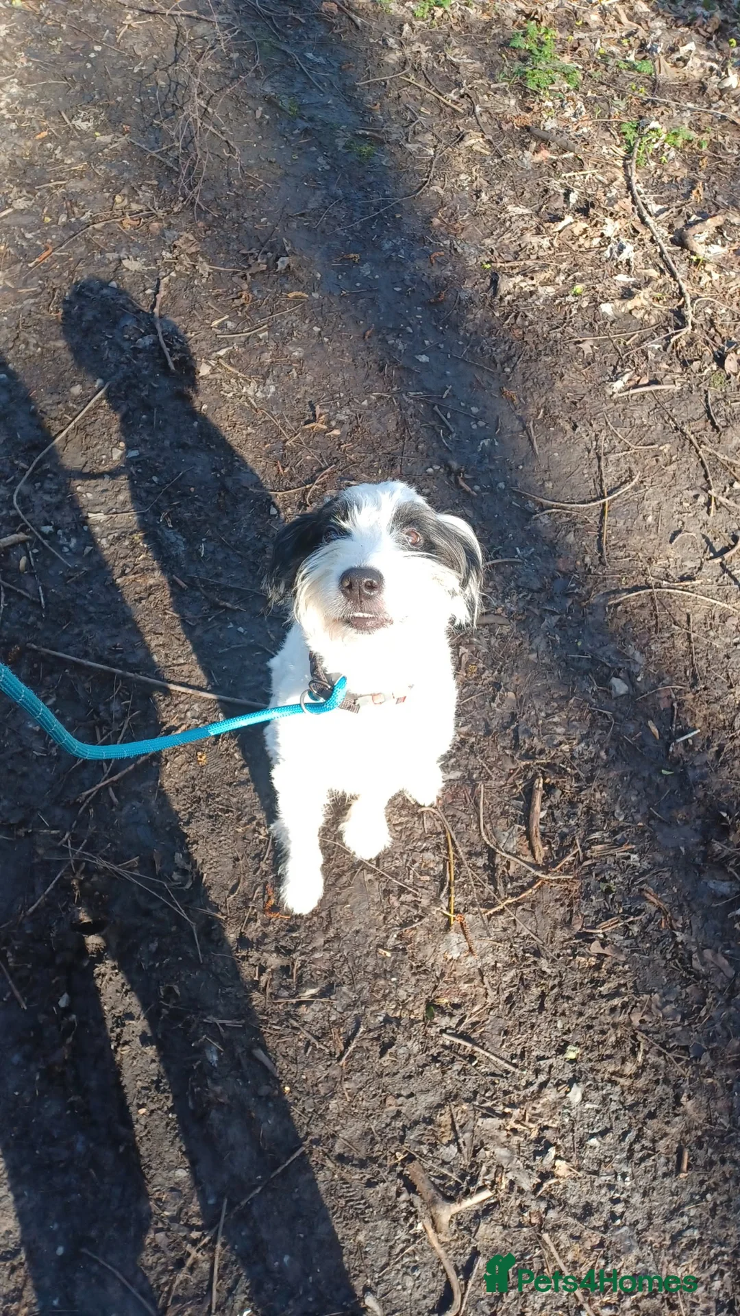 Mixed Breed dogs for sale: Dog in need of rehoming  - Advert 1