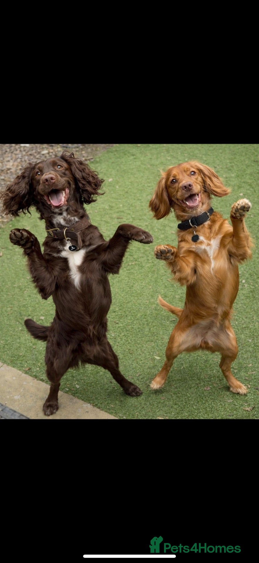 Cocker Spaniel dogs for sale: One little spaniel boy left  ❤️❤️ - Advert 1