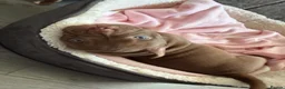 Mixed Breed dogs for sale: Full Breed LUXURY EXOTIC MICRO PUPPYS - Advert 9