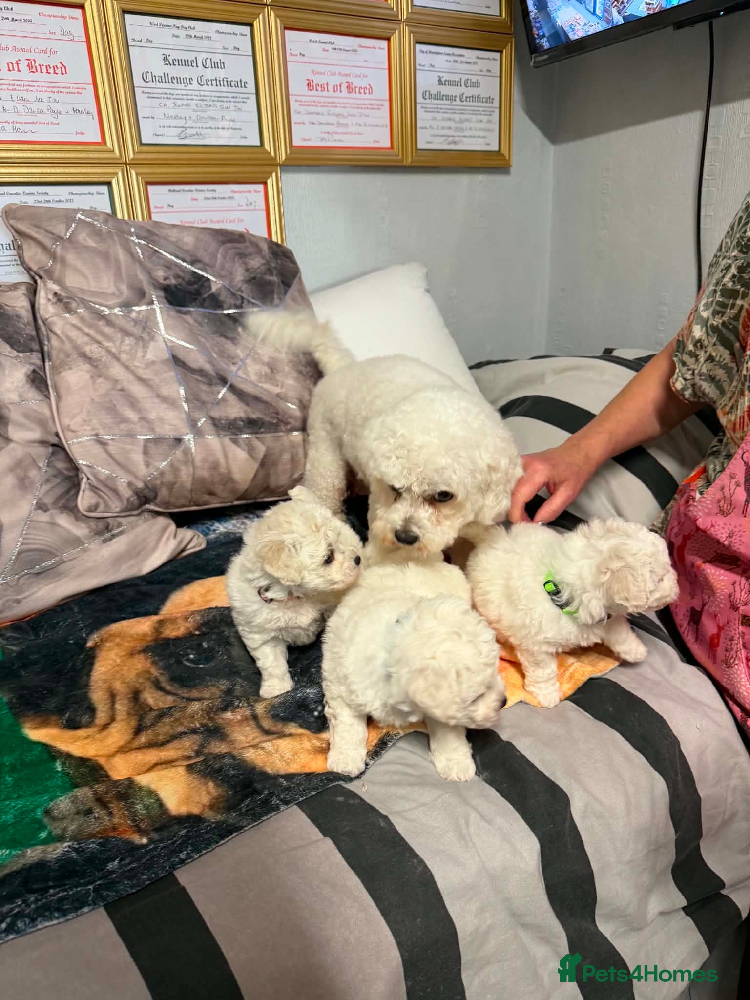 Bichon Frise dogs Stunning Bichon Frise Puppies - Advert 2
