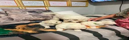 Bichon Frise dogs for sale: Stunning Bichon Frise Puppies - Advert 4