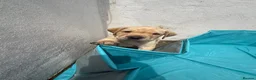 Labrador Retriever dogs for sale: KC Reg Fox Red / Blonde  Lab Puppies – Home Reared - Advert 5