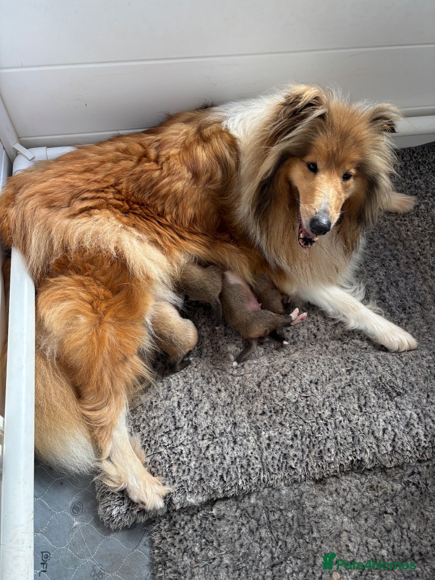 Rough Collie dogs for sale: KC sable and white male ouppy - Advert 12