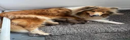 Rough Collie dogs for sale: KC sable and white male ouppy - Advert 1