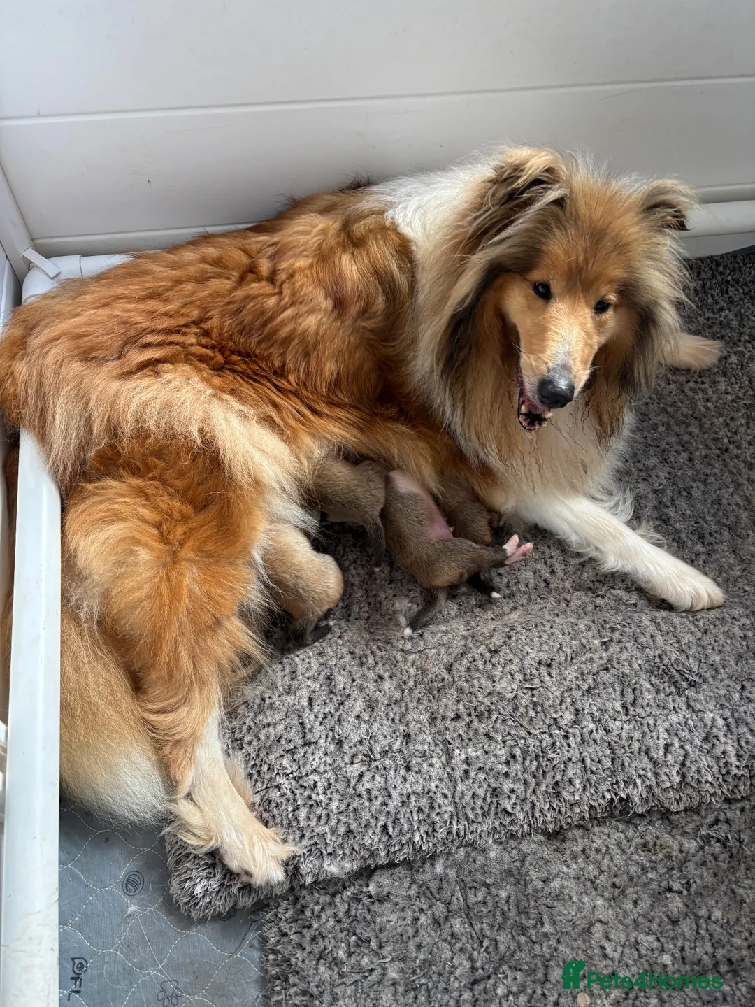 Rough Collie dogs for sale: KC sable and white male ouppy - Advert 1