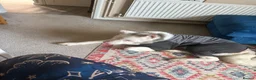 Akita dogs for sale: Urgent Adoption  - Advert 4