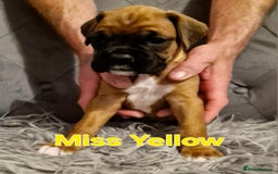Boxer dogs for sale: Gorgeous Litter of 9 KC Registered Boxer Puppies - Image 31