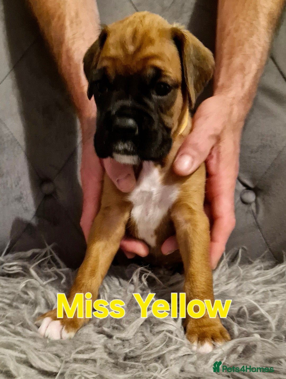 Boxer dogs for sale: Gorgeous Litter of 9 KC Registered Boxer Puppies - Image 31