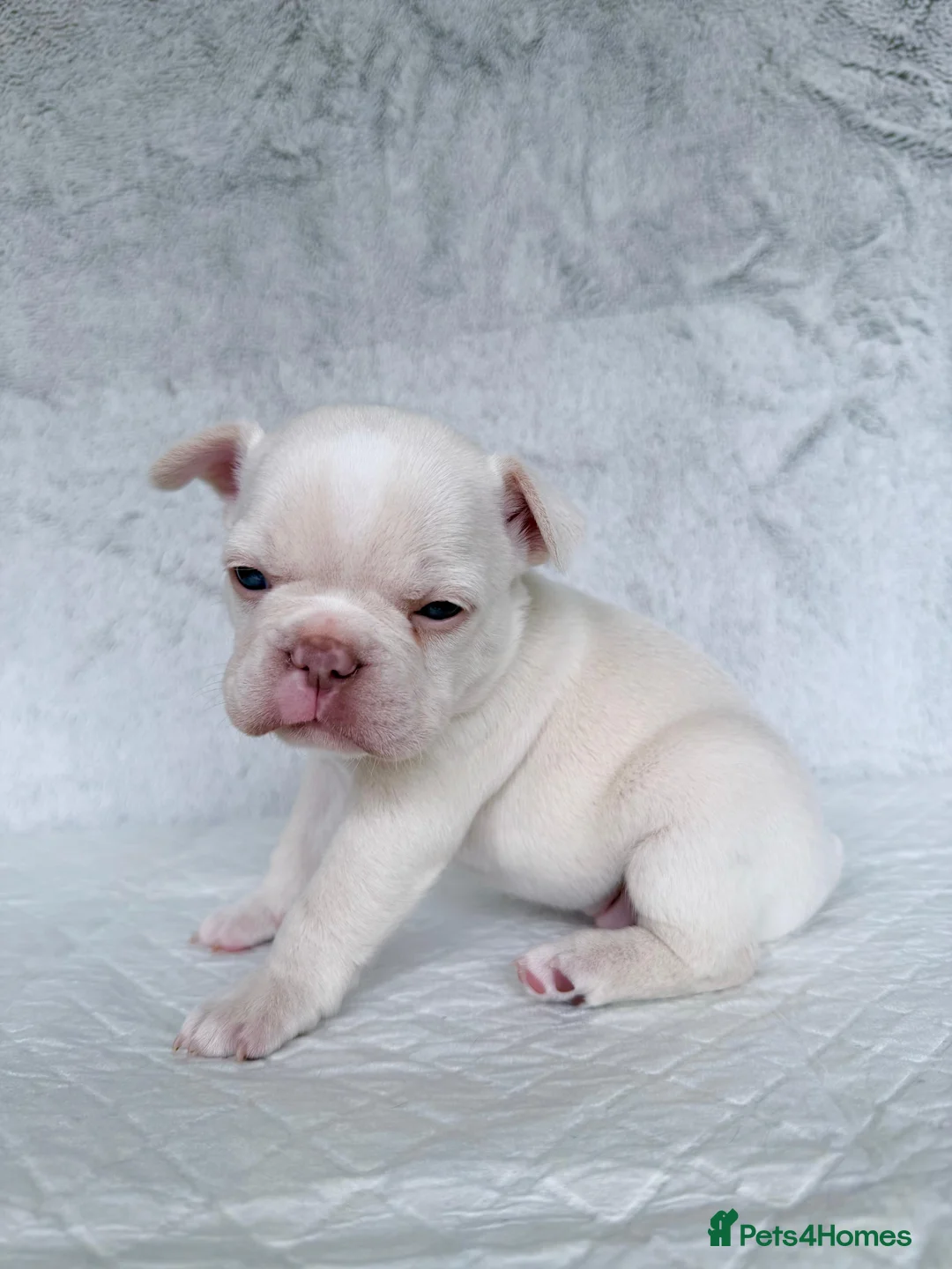 French Bulldog dogs for sale: KC registered new shade French Bulldog puppies - Advert 29