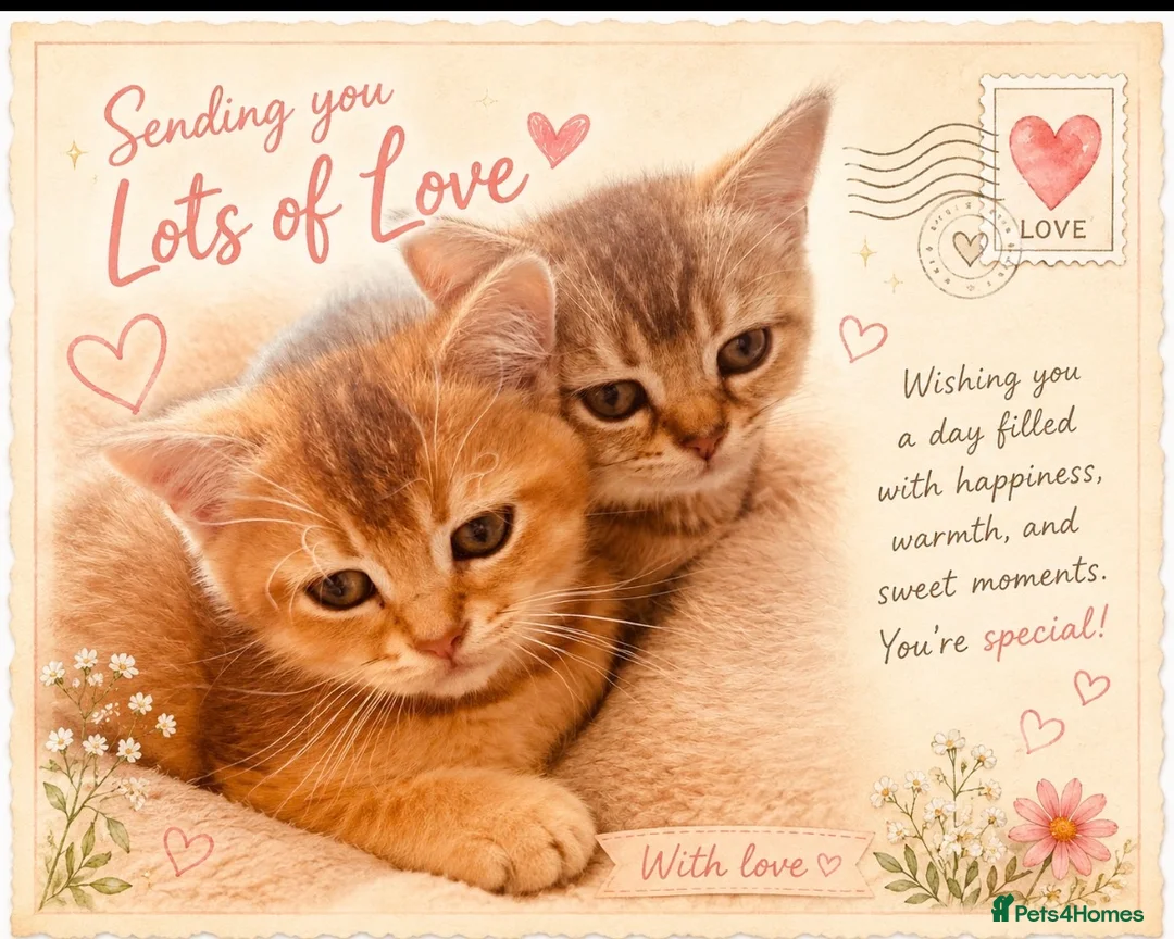Scottish Fold cats for sale:  Kittens Ready for Their Forever Homes - Advert 1