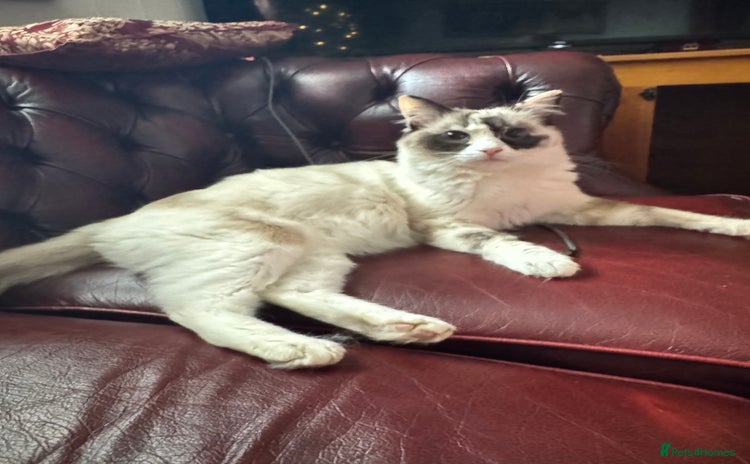 Ragdoll cats - Advert 10