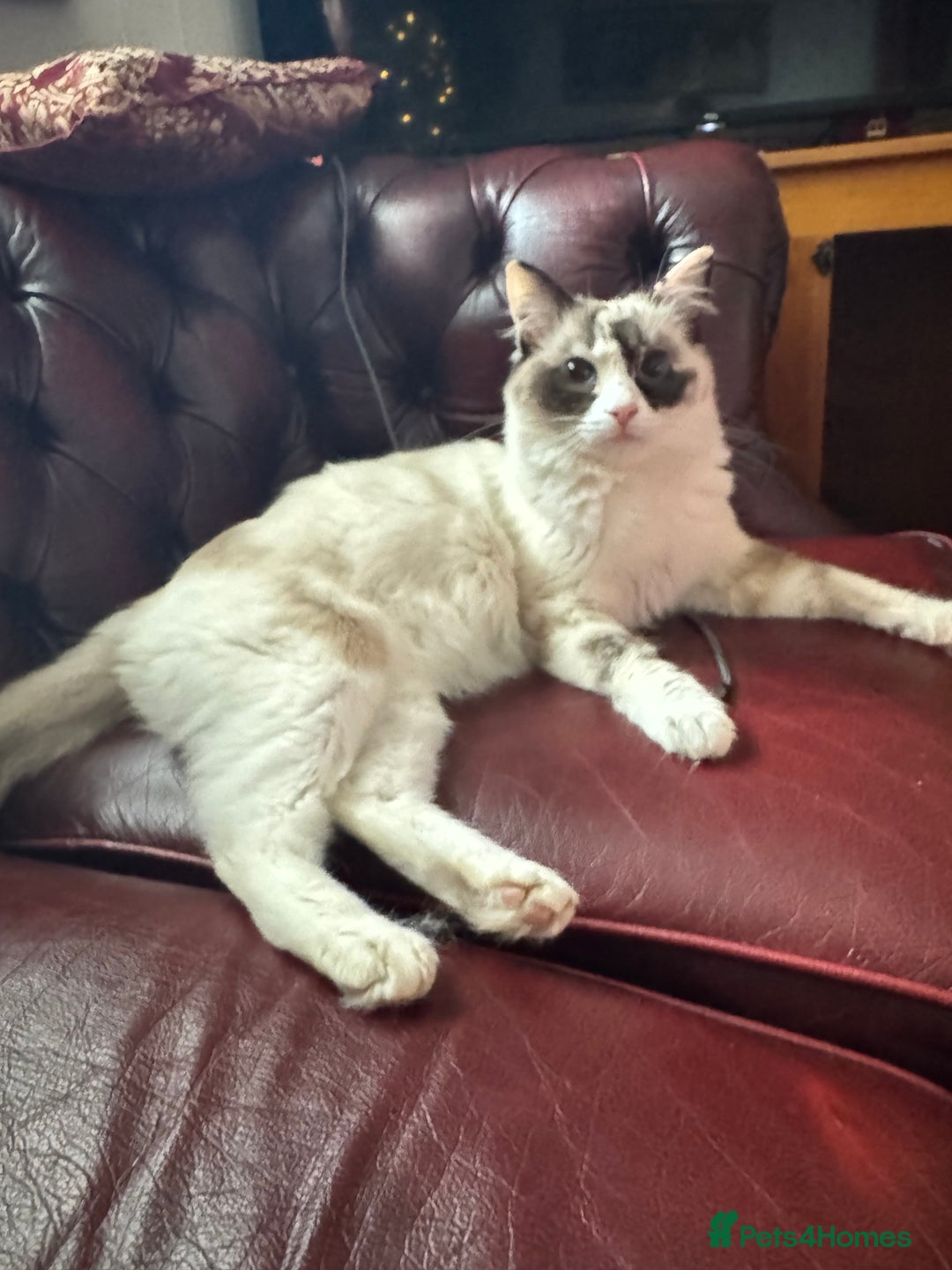 Ragdoll cats for sale: DNA tested Ragdoll Kittens - Image 1