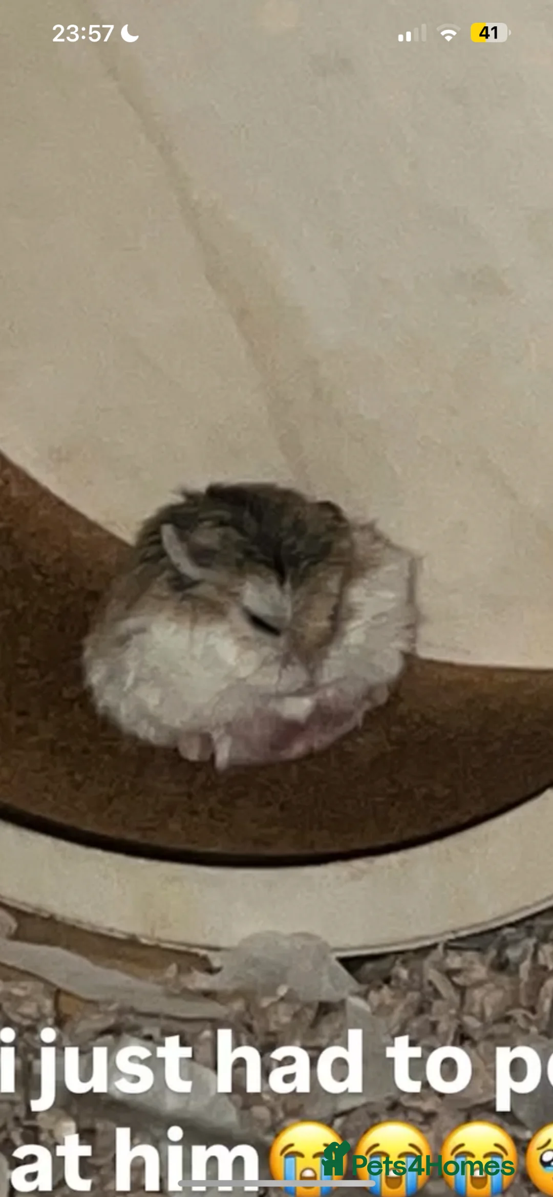 Hamster rodents for sale: 7-8 month old roborovski boy hamster for sale - Advert 1