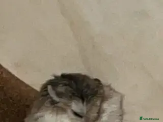 Hamster rodents 7-8 month old roborovski boy hamster for sale - Advert 1