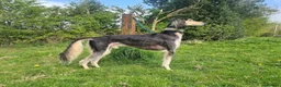 Saluki dogs for stud: Kc reg pure saluki  - Advert 1