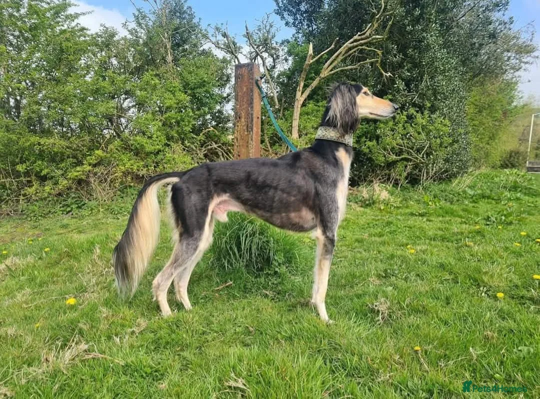Saluki dogs for stud: Kc reg pure saluki  - Advert 1