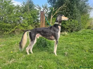 Saluki dogs Kc reg pure saluki - Advert 18