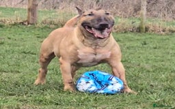 English Bull Terrier dogs for sale: Top Quality Health tested Pups  - Image 13