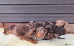 Miniature Dachshund dogs for sale: Long haired miniature Dashshund puppies  - Image 6