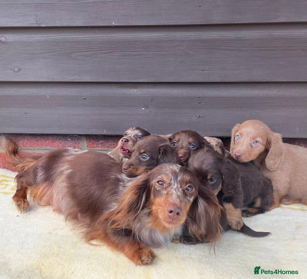 Miniature Dachshund dogs for sale: Long haired miniature Dashshund puppies  - Image 6