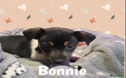 Jack Russell dogs for sale: miniature Jack Russell Puppies - Image 14