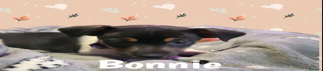 BONNIE