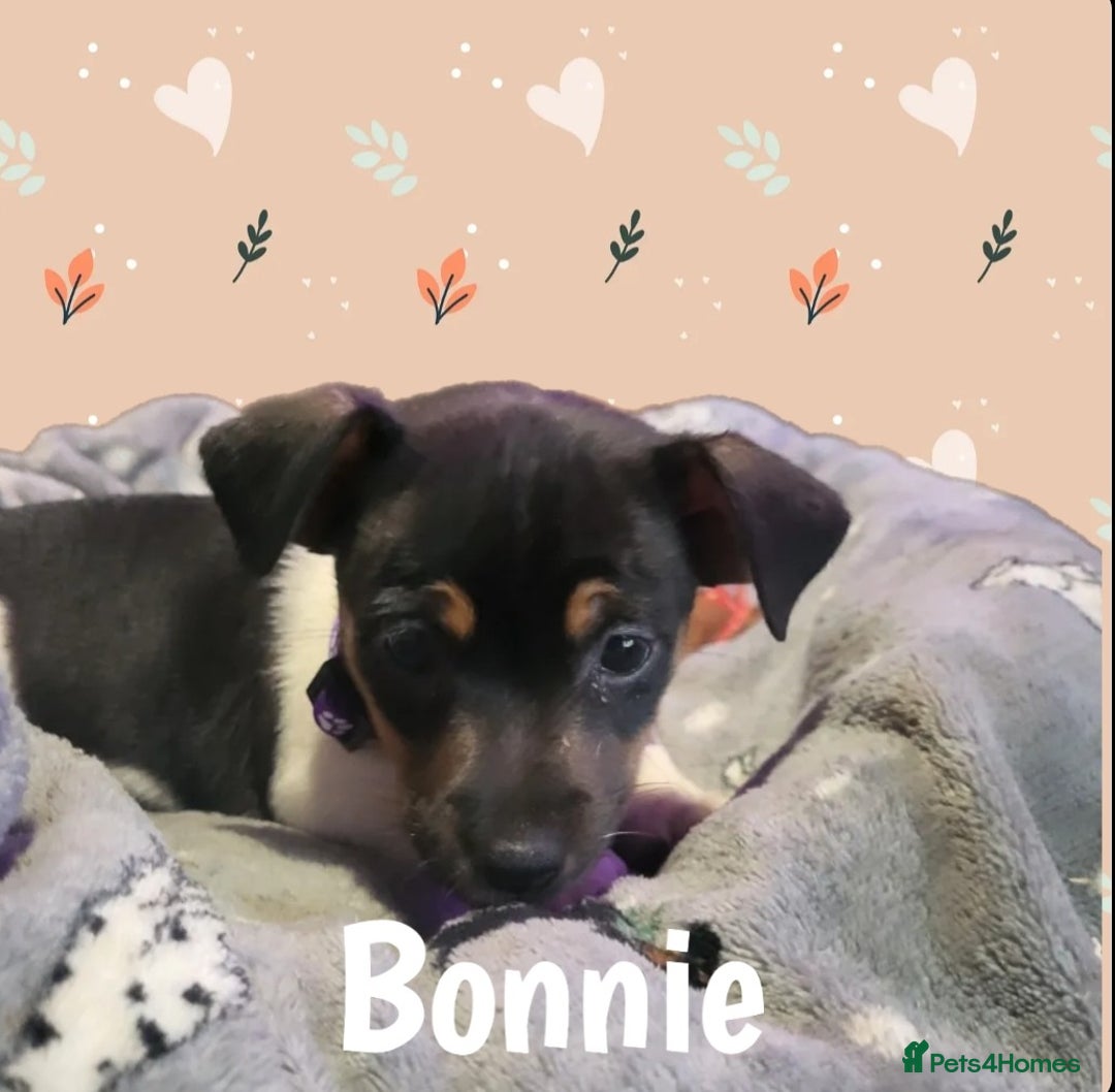 Jack Russell dogs for sale: miniature Jack Russell Puppies - Image 14