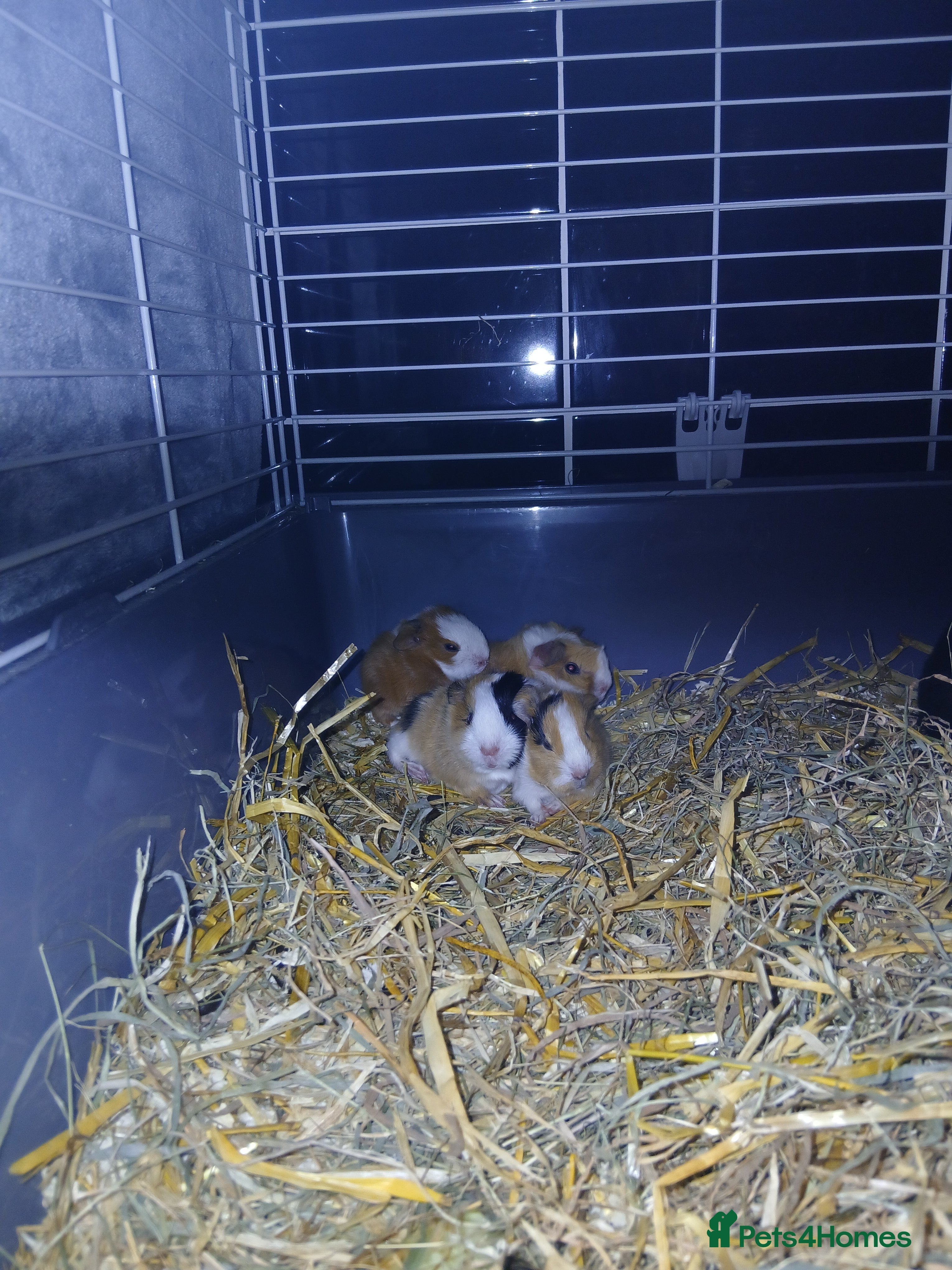Guinea Pig rodents 2 female guineapigs and 8 baby guineapigs - Advert 1
