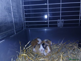 Guinea Pig rodents 2 female guineapigs and 8 baby guineapigs - Advert 1