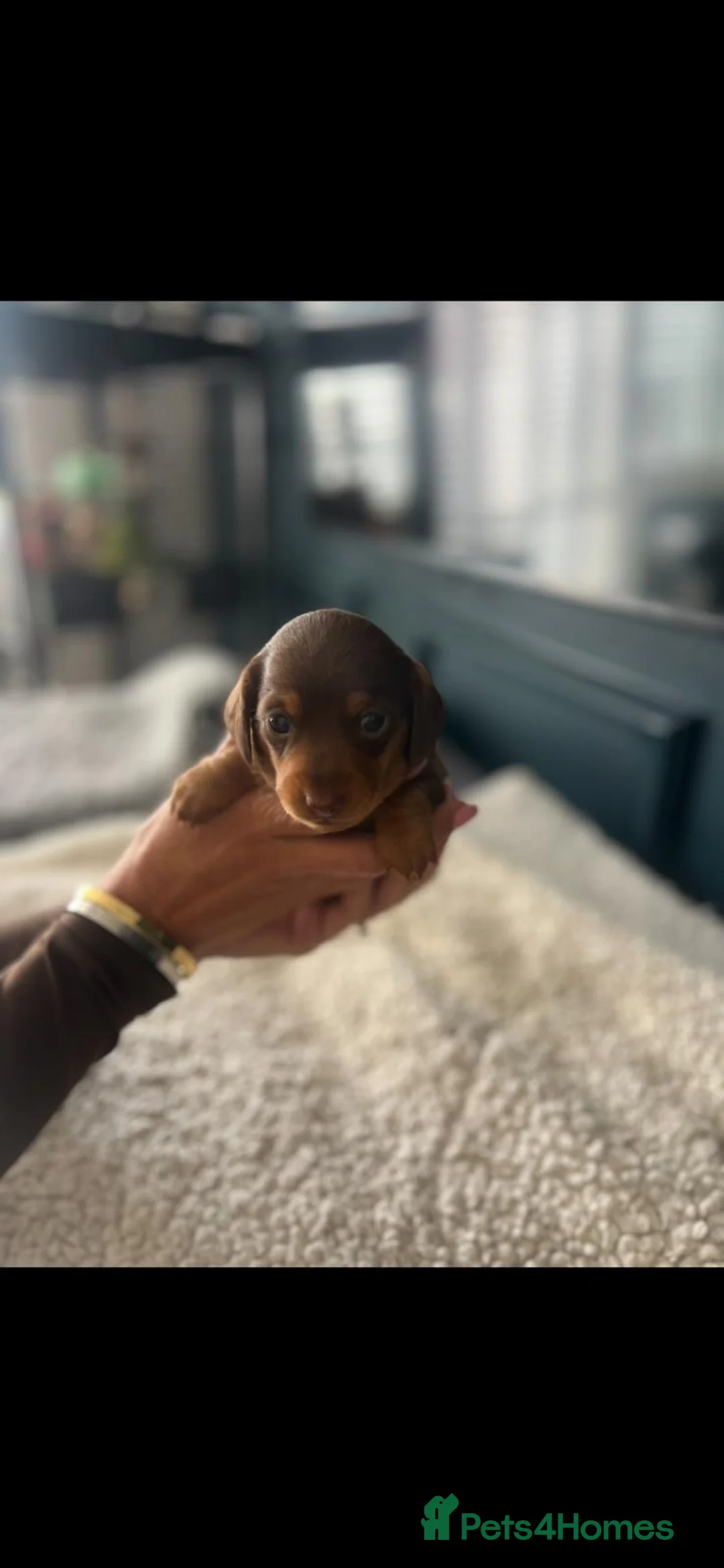 Miniature Dachshund dogs for sale: Stunning miniature daschunds - Advert 11