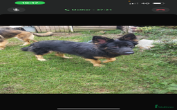 German Shepherd dogs for sale: 2x female German shepherd pups available  - Advert 2